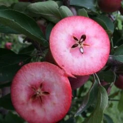 Unbeatable Urban Apple Bundle (3 Trees) 6 Unbeatable Urban Apple Bundle (3 Trees) -Garden Plants CqpgCF0XYAEmtlU