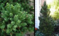 Black Dragon Cryptomeria - Japanese Cedar - 3 Gallon Pot 11 Black Dragon Cryptomeria - Japanese Cedar - 3 Gallon Pot -Garden Plants Cryptomeria Black Dragon 2