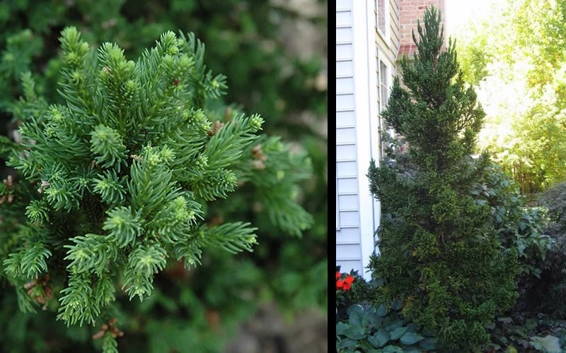 Black Dragon Cryptomeria - Japanese Cedar - 3 Gallon Pot 7 Black Dragon Cryptomeria - Japanese Cedar - 3 Gallon Pot - Image 5