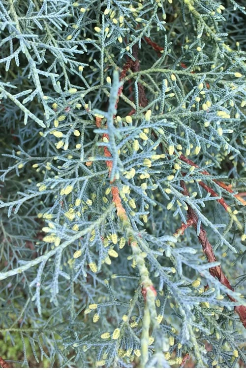 Carolina Sapphire Arizona Cypress - 7 Gallon Pot (3-4') 7 Carolina Sapphire Arizona Cypress - 7 Gallon Pot (3-4') - Image 5