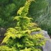 Gold Tip Fernspray Hinoki Cypress - 5 Gallon Pot -Garden Plants Cypress Gold Tip Fernspray 6