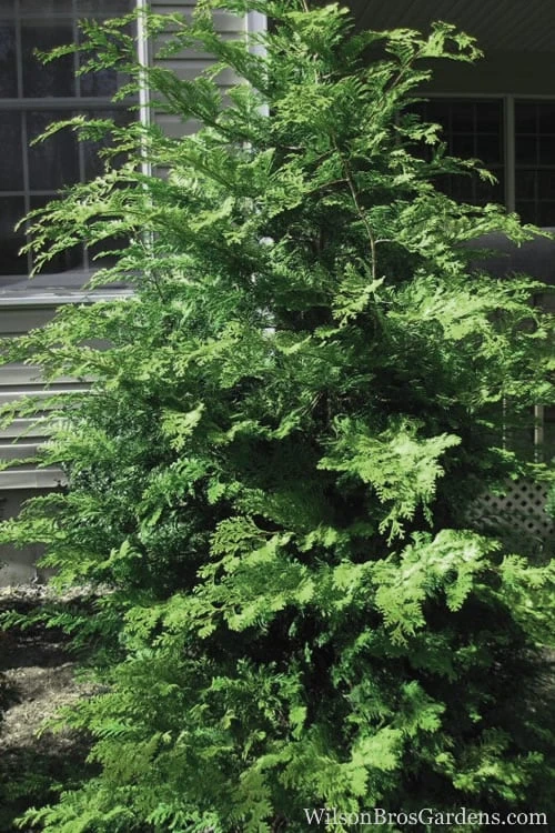 Southern Lace Hinoki Cypress - 3 Gallon Pot 3 Southern Lace Hinoki Cypress - 3 Gallon Pot