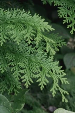 Southern Lace Hinoki Cypress - 3 Gallon Pot 9 Southern Lace Hinoki Cypress - 3 Gallon Pot -Garden Plants Cypress Hinoki Southern Lace 13