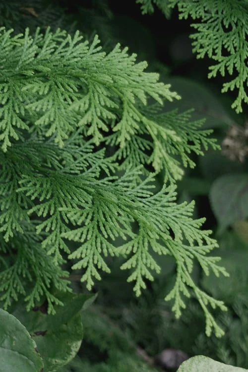 Southern Lace Hinoki Cypress - 3 Gallon Pot 6 Southern Lace Hinoki Cypress - 3 Gallon Pot - Image 4