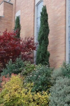 Italian Cypress - 6 Pack Of 1 Gallon Pots 12 Italian Cypress - 6 Pack Of 1 Gallon Pots -Garden Plants Cypress Italian 10