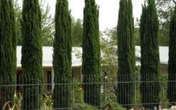 Italian Cypress - 6 Pack Of 1 Gallon Pots 13 Italian Cypress - 6 Pack Of 1 Gallon Pots -Garden Plants Cypress Italian 3