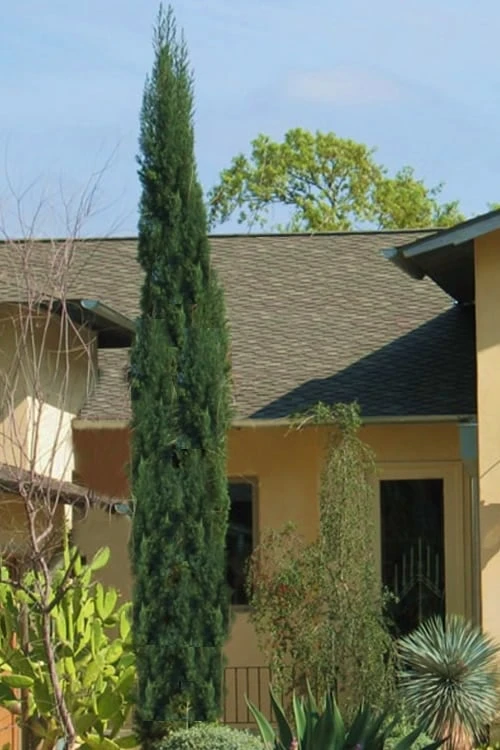 Italian Cypress - 6 Pack Of 1 Gallon Pots 3 Italian Cypress - 6 Pack Of 1 Gallon Pots