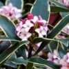 Variegated Pink Winter Daphne - 1 Gallon Pot