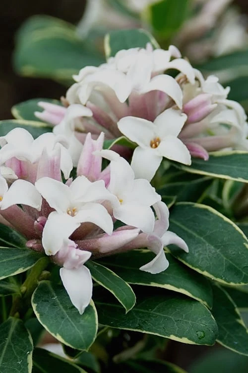 Summer Ice Daphne - 2 Gallon Pot 3 Summer Ice Daphne - 2 Gallon Pot