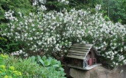 Summer Ice Daphne - 2 Gallon Pot 10 Summer Ice Daphne - 2 Gallon Pot -Garden Plants Daphne Summer Ice 4