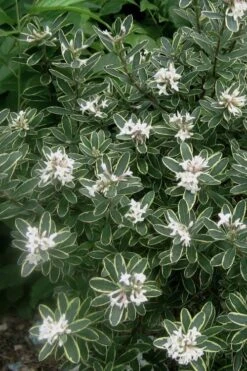 Summer Ice Daphne - 2 Gallon Pot 11 Summer Ice Daphne - 2 Gallon Pot -Garden Plants Daphne Summer Ice 6