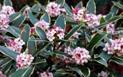 Variegated Pink Winter Daphne - 3 Gallon Pot -Garden Plants Daphne odora Aureo Marginata