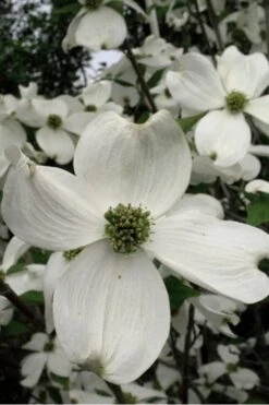 Jean's Appalachian Snow White Dogwood Tree - 7 Gallon Pot (5-6') -Garden Plants Dogwood Cherokee Princess 500x750 1