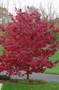 Pink Dogwood Tree (Cornus Florida 'Rubra) - 2 Gallon Pot -Garden Plants Dogwood Pink 12