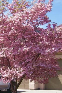 Pink Dogwood Tree (Cornus Florida 'Rubra) - 2 Gallon Pot -Garden Plants Dogwood Pink 13