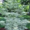 Summer Fun Variegated Dogwood - Cornus Kousa - 5 Gallon Pot (2-3') -Garden Plants Dogwood Summer Fun 3