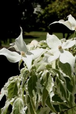 Summer Fun Variegated Dogwood - Cornus Kousa - 5 Gallon Pot (2-3') -Garden Plants Dogwood Summer Fun 4