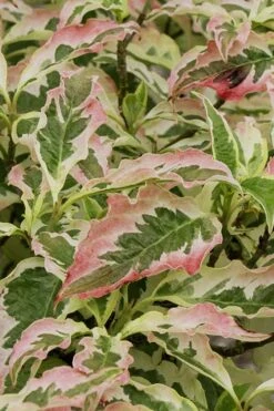 Summer Fun Variegated Dogwood - Cornus Kousa - 5 Gallon Pot (2-3') -Garden Plants Dogwood Summer Fun 6
