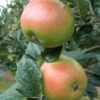 King Edward VII Apple -Garden Plants Ed V11
