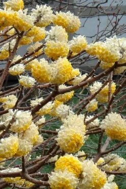 Edgeworthia Chrysantha - Paper Bush - 1 Gallon Pot 20 Edgeworthia Chrysantha - Paper Bush - 1 Gallon Pot -Garden Plants Edgeworthia 4 500x700 1