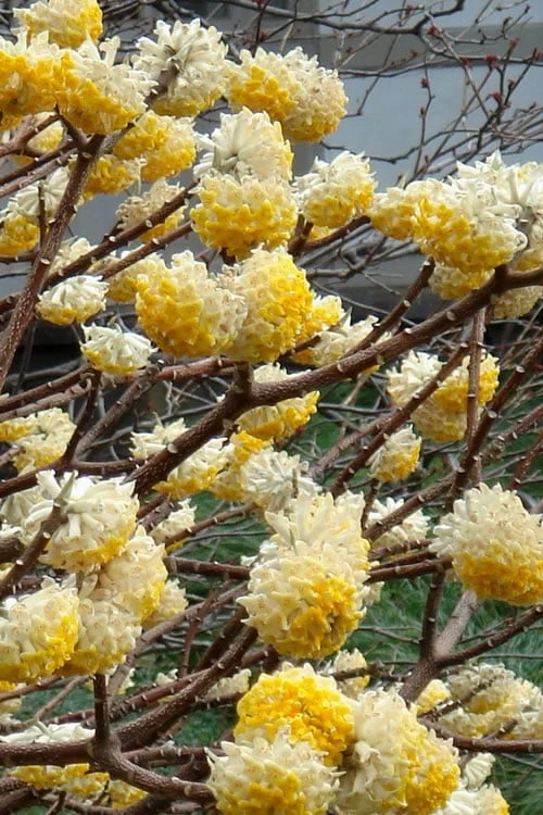 Edgeworthia Chrysantha - Paper Bush - 1 Gallon Pot 8 Edgeworthia Chrysantha - Paper Bush - 1 Gallon Pot - Image 6