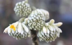Edgeworthia Chrysantha - Paper Bush - 1 Gallon Pot 24 Edgeworthia Chrysantha - Paper Bush - 1 Gallon Pot -Garden Plants Edgeworthia Flower Buds