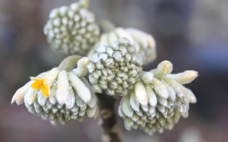 Edgeworthia Chrysantha - Paper Bush - 1 Gallon Pot 12 Edgeworthia Chrysantha - Paper Bush - 1 Gallon Pot - Image 10