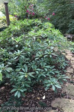 Edgeworthia Chrysantha - Paper Bush - 1 Gallon Pot 22 Edgeworthia Chrysantha - Paper Bush - 1 Gallon Pot -Garden Plants Edgeworthia Shrub 500x700 1