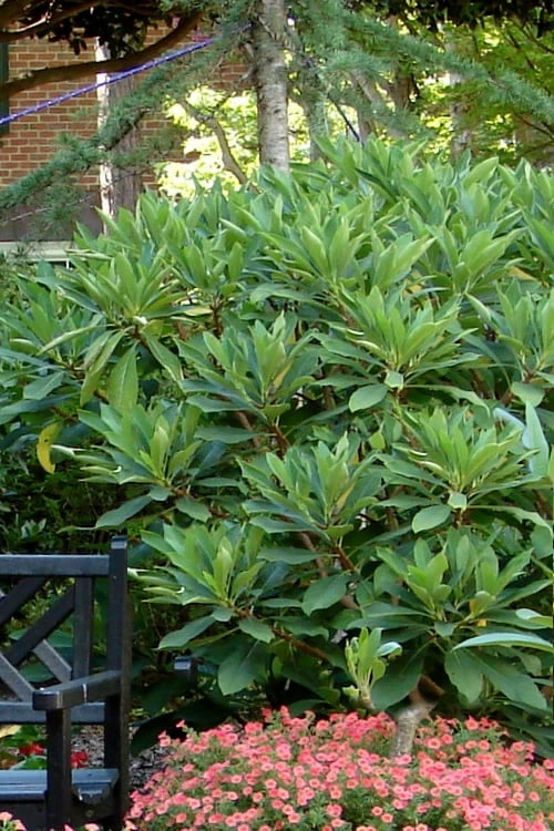 Snow Cream Edgeworthia Paper Bush - 5 Gallon 6 Snow Cream Edgeworthia Paper Bush - 5 Gallon - Image 4