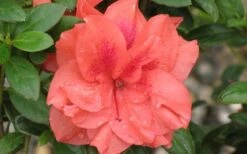 Autumn Monarch Encore Azalea - 1 Gallon Pot -Garden Plants Encore Azalea Autumn Monarch 4 50
