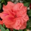Autumn Monarch Encore Azalea - 2 Gallon Pot 2 Autumn Monarch Encore Azalea - 2 Gallon Pot -Garden Plants Encore Azalea Autumn Monarch 500x750 2