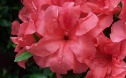 Autumn Princess Encore Azalea - 1 Gallon Pot 9 Autumn Princess Encore Azalea - 1 Gallon Pot -Garden Plants Encore Azalea Autumn Princess