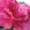 Autumn Rouge Encore Azalea - 1 Gallon Pot -Garden Plants Encore Azalea Autumn Rouge 1 500x750 1