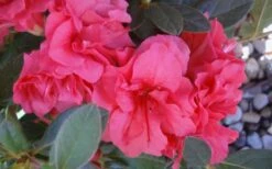 Autumn Rouge Encore Azalea - 1 Gallon Pot -Garden Plants Encore Azalea Autumn Rouge 5