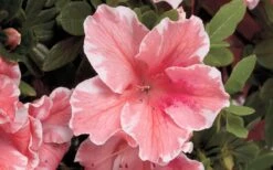Autumn Sunburst Encore Azalea - 6 Pack Of 1 Gallon Pots -Garden Plants Encore Azalea Autumn Sunburst 5