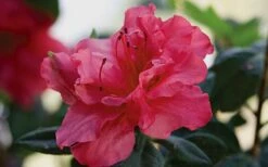 Autumn Rouge Encore Azalea - 1 Gallon Pot -Garden Plants Encore Azalea Autumn20Rouge