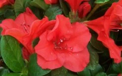 Autumn Sunset Encore Azalea - 1 Gallon Pot -Garden Plants Encore Azalea Sunset 1