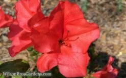 Autumn Sunset Encore Azalea - 1 Gallon Pot -Garden Plants Encore Azalea Sunset 5