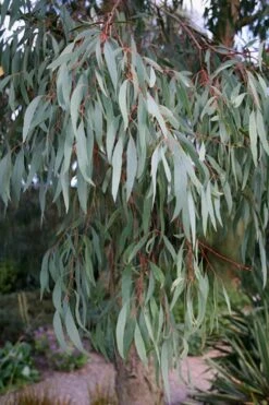 Angus Cold Hardy Eucalyptus Tree (Eucalyptus Nicholii) - 1 Gallon Pot -Garden Plants Eucalyptus Angus 15 4