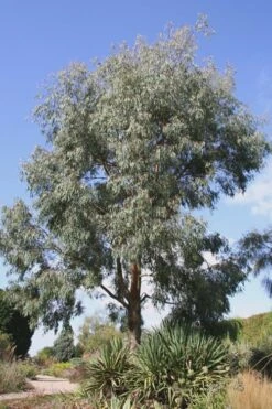 Angus Cold Hardy Eucalyptus Tree (Eucalyptus Nicholii) - 1 Gallon Pot -Garden Plants Eucalyptus Angus 16 4