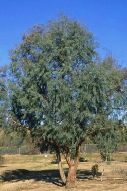 Angus Cold Hardy Eucalyptus Tree (Eucalyptus Nicholii) - Quart Pot -Garden Plants Eucalyptus Angus 17 3