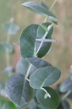 Big O Cold Hardy Eucalyptus Tree (Eucalyptus Neglecta) - 5 Gallon Pot (4-5') 17 Big O Cold Hardy Eucalyptus Tree (Eucalyptus Neglecta) - 5 Gallon Pot (4-5') -Garden Plants Eucalyptus Big O 3 500x750 1