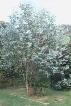 Big O Cold Hardy Eucalyptus Tree (Eucalyptus Neglecta) - 5 Gallon Pot (4-5') 13 Big O Cold Hardy Eucalyptus Tree (Eucalyptus Neglecta) - 5 Gallon Pot (4-5') -Garden Plants Eucalyptus Big O 5 500x750 1