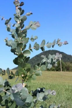 Big O Cold Hardy Eucalyptus Tree (Eucalyptus Neglecta) - 3 Quart Pot -Garden Plants Eucalyptus Big O Cold 2 500x750 3