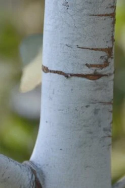 Bluey Cold Hardy Eucalyptus Tree (Eucalyptus Pulverulenta) - Quart Pot 17 Bluey Cold Hardy Eucalyptus Tree (Eucalyptus Pulverulenta) - Quart Pot -Garden Plants Eucalyptus Bluey 1