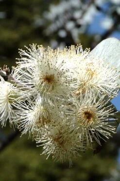 Bluey Cold Hardy Eucalyptus Tree (Eucalyptus Pulverulenta) - 5 Gallon Pot 18 Bluey Cold Hardy Eucalyptus Tree (Eucalyptus Pulverulenta) - 5 Gallon Pot -Garden Plants Eucalyptus Bluey 6 4