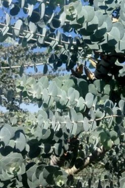 Bluey Cold Hardy Eucalyptus Tree (Eucalyptus Pulverulenta) - Quart Pot 15 Bluey Cold Hardy Eucalyptus Tree (Eucalyptus Pulverulenta) - Quart Pot -Garden Plants Eucalyptus Bluey 8