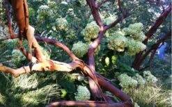 Funky Monkey Cold Hardy Eucalyptus Tree (Eucalyptus Parvula) - 3 Gallon Pot 13 Funky Monkey Cold Hardy Eucalyptus Tree (Eucalyptus Parvula) - 3 Gallon Pot -Garden Plants Eucalyptus Funky Monkey Branches