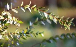 Funky Monkey Cold Hardy Eucalyptus Tree (Eucalyptus Parvula) - 6 Pack Of 1 Gallon Pots 14 Funky Monkey Cold Hardy Eucalyptus Tree (Eucalyptus Parvula) - 6 Pack Of 1 Gallon Pots -Garden Plants Eucalyptus Funky Monkey Leaves 1