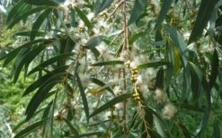 Funky Monkey Cold Hardy Eucalyptus Tree (Eucalyptus Parvula) - 6 Pack Of 1 Gallon Pots 12 Funky Monkey Cold Hardy Eucalyptus Tree (Eucalyptus Parvula) - 6 Pack Of 1 Gallon Pots -Garden Plants Eucalyptus Funky Monkey Leaves Mature 1